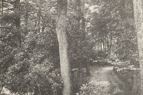 "Lakeside Road in Lindenwood Park" 1897-1898 R. Henry Scadin Earle Young Collection, University of North Carolina, Asheville