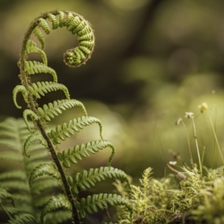 Botany-Bootcamp-1-Workshop