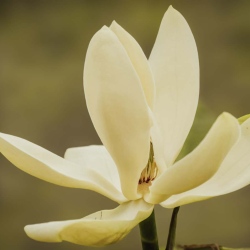 Fraser-Magnolia-Workshop