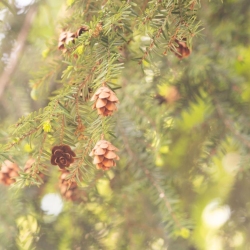 FB Event Screens - Hemlock Workshop