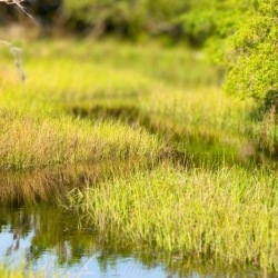 Website Cover Photos - Identification and Conservation of Wetland Plants