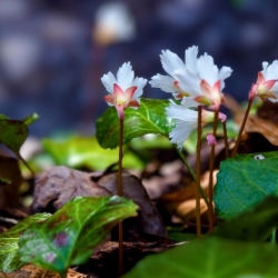 Website Cover Photos - March