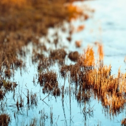 Website Cover Photos - True Sedge Workshop: A Weeklong Dive into the Genus Carex