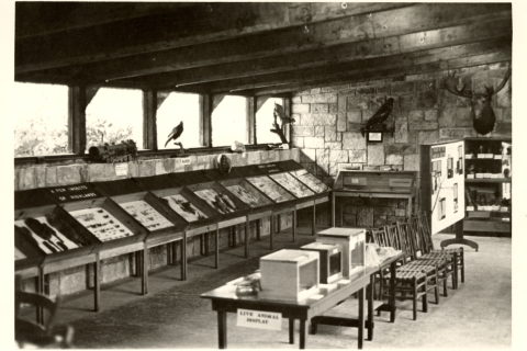 Interior views of the Clark Foreman Museum/Nature Center showing the raven in the background.