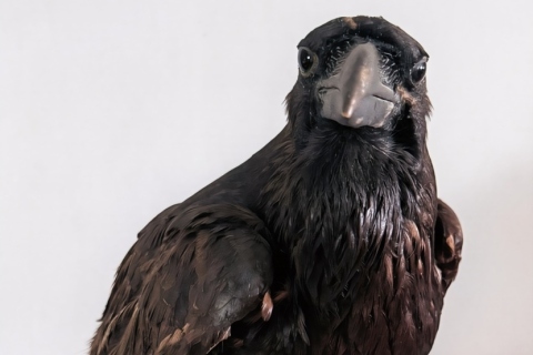 Edgar the Raven (2026)