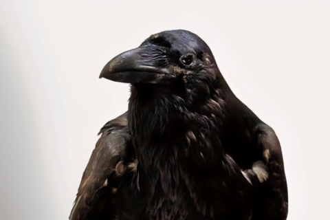 Current Photo of Edgar