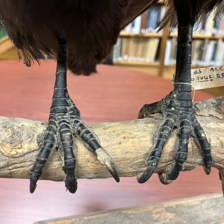After Cleaning of the Feet (April, 2026)