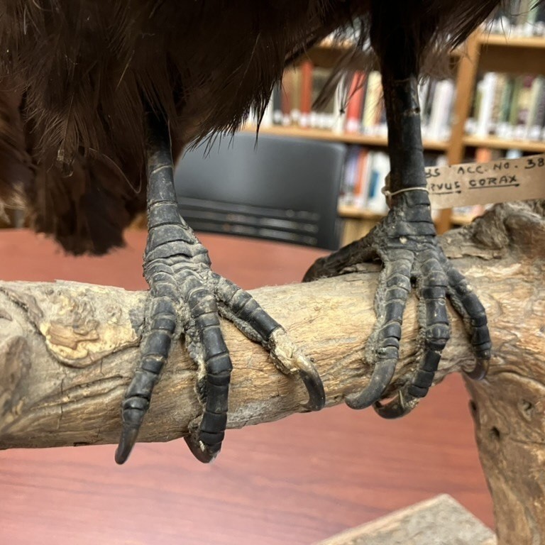 Before Cleaning of the Feet