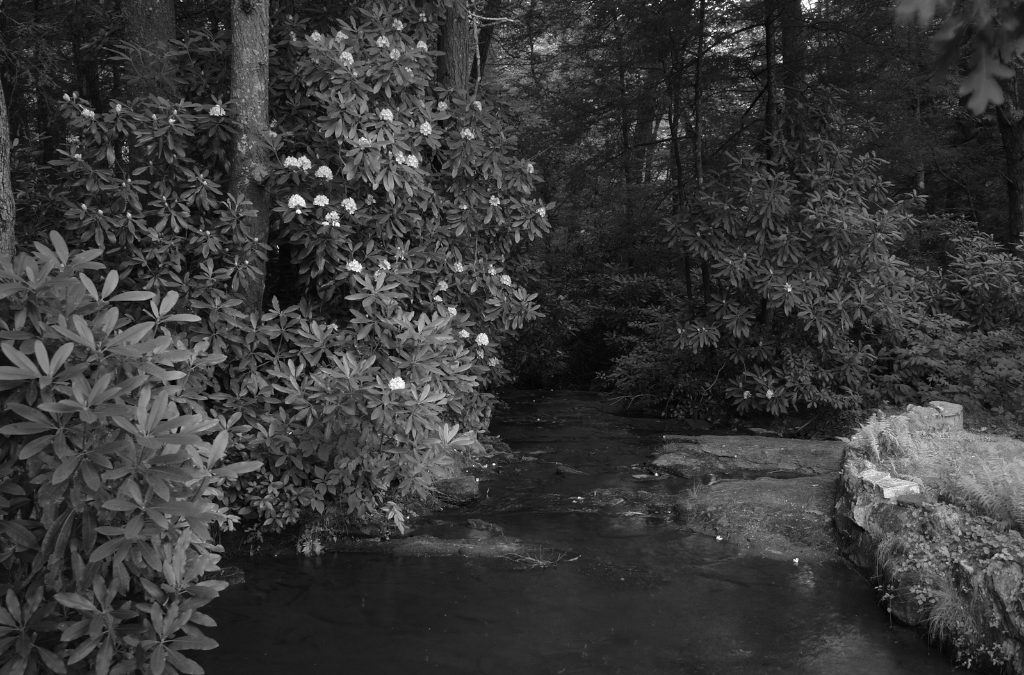 2019 Nature Center Nights