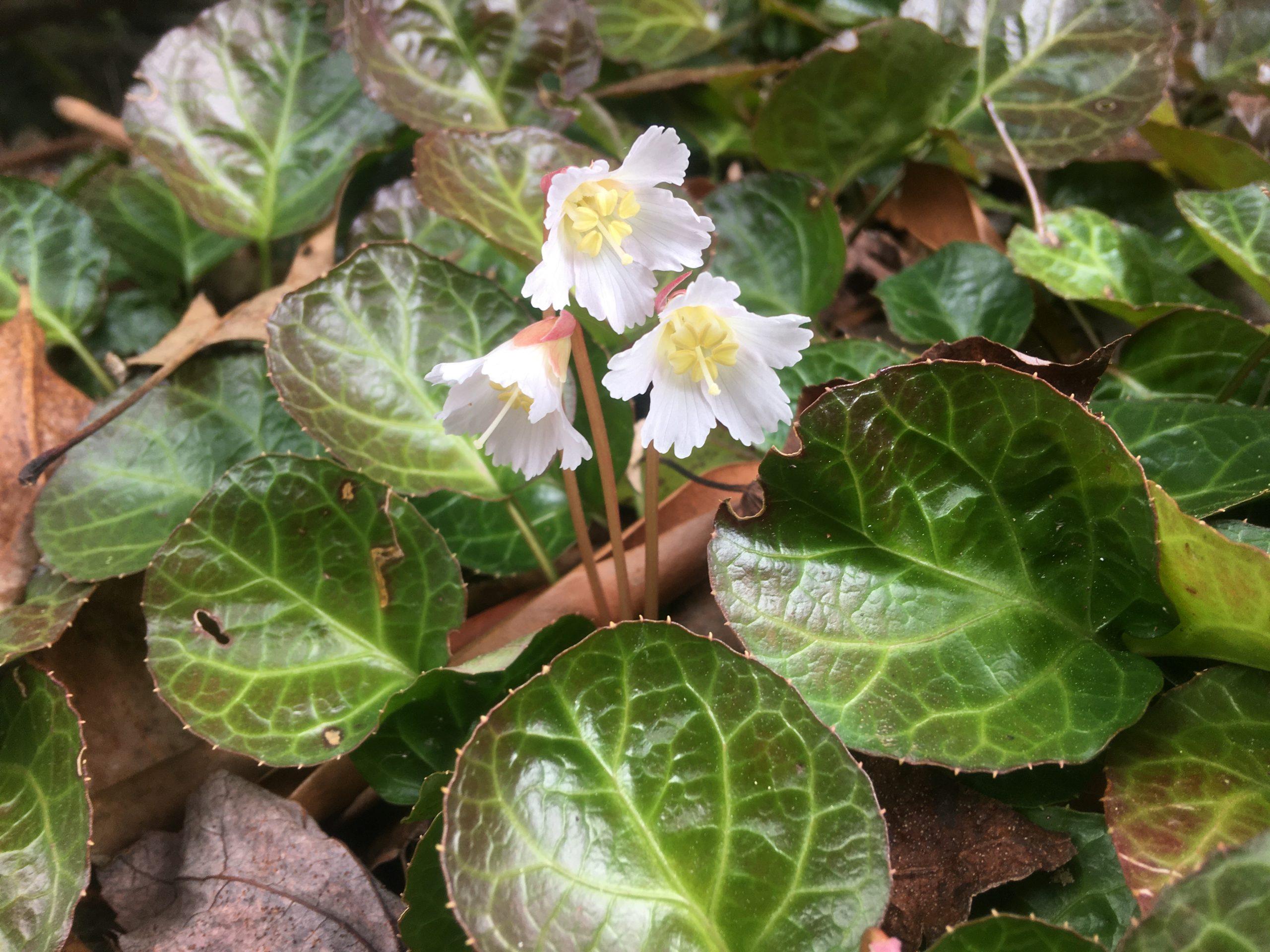 Oconee Bell in bloom at HBS. Photo by Jason P. Love.