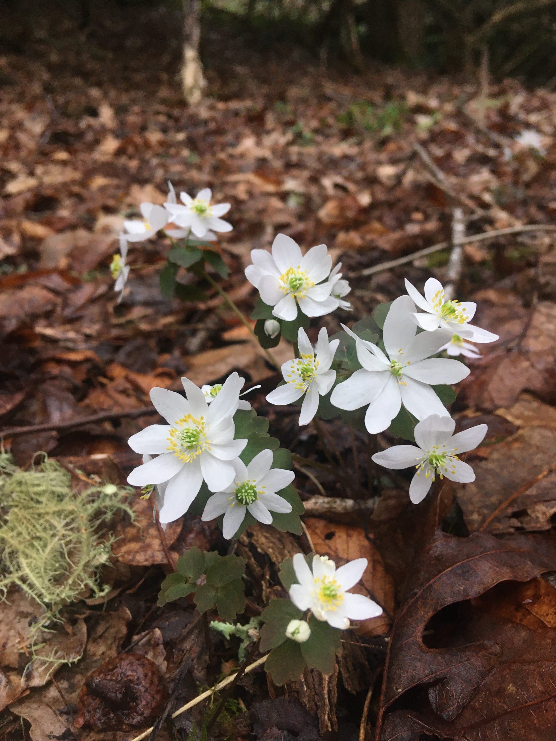 Rue Anemone