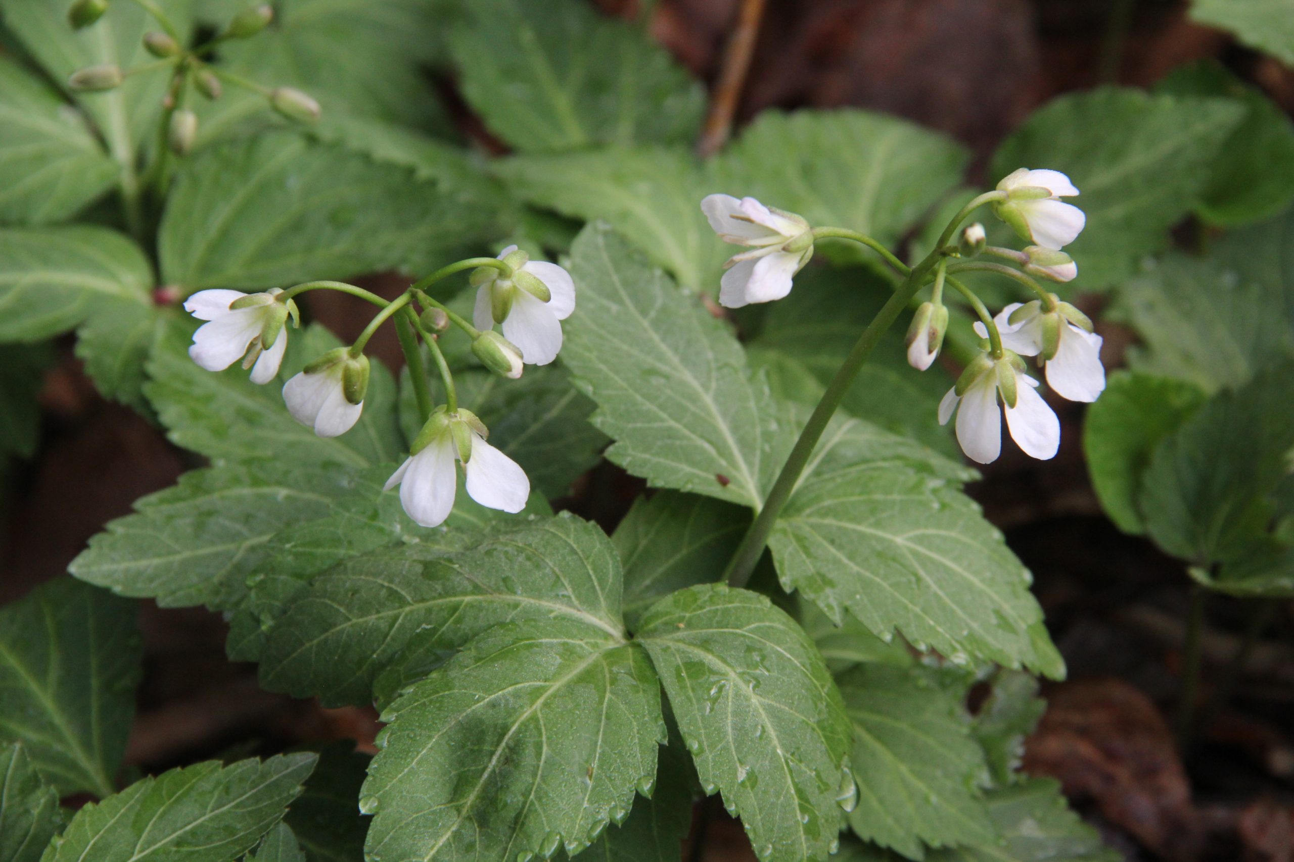 Toothwort