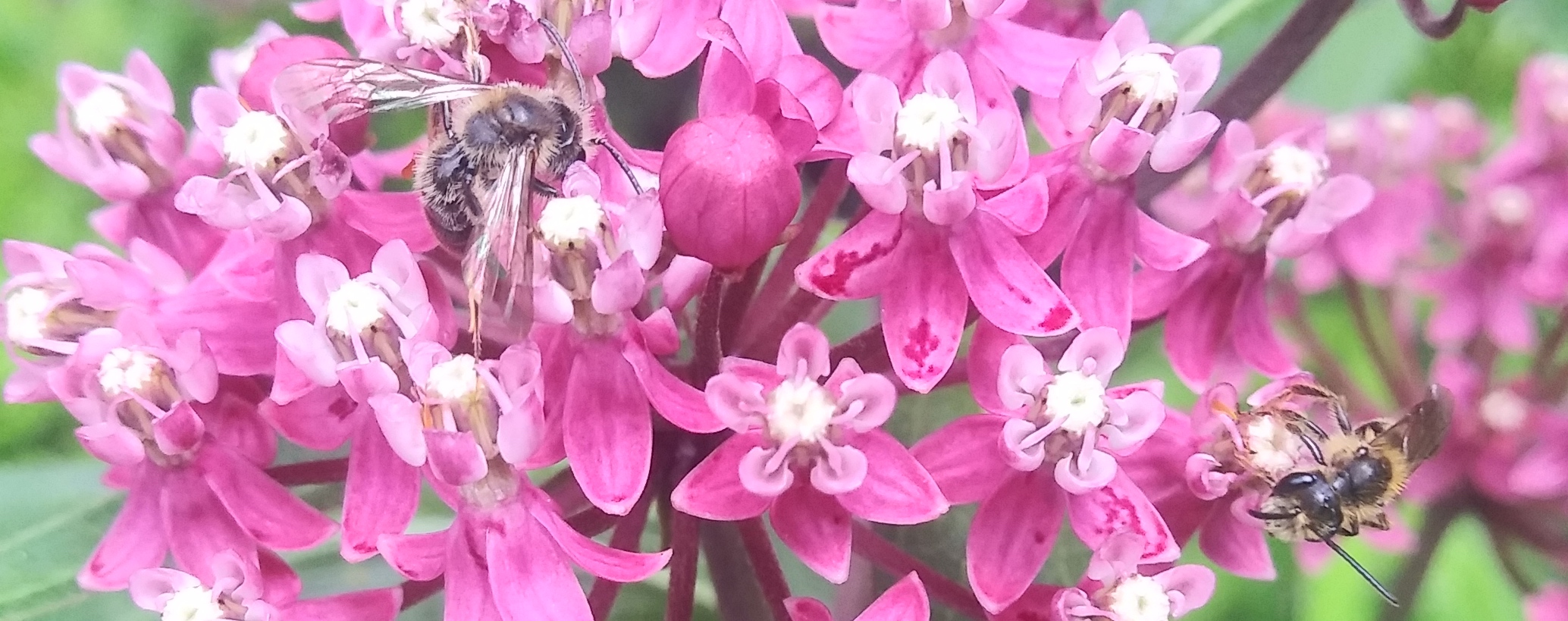 Bees on Asclepias