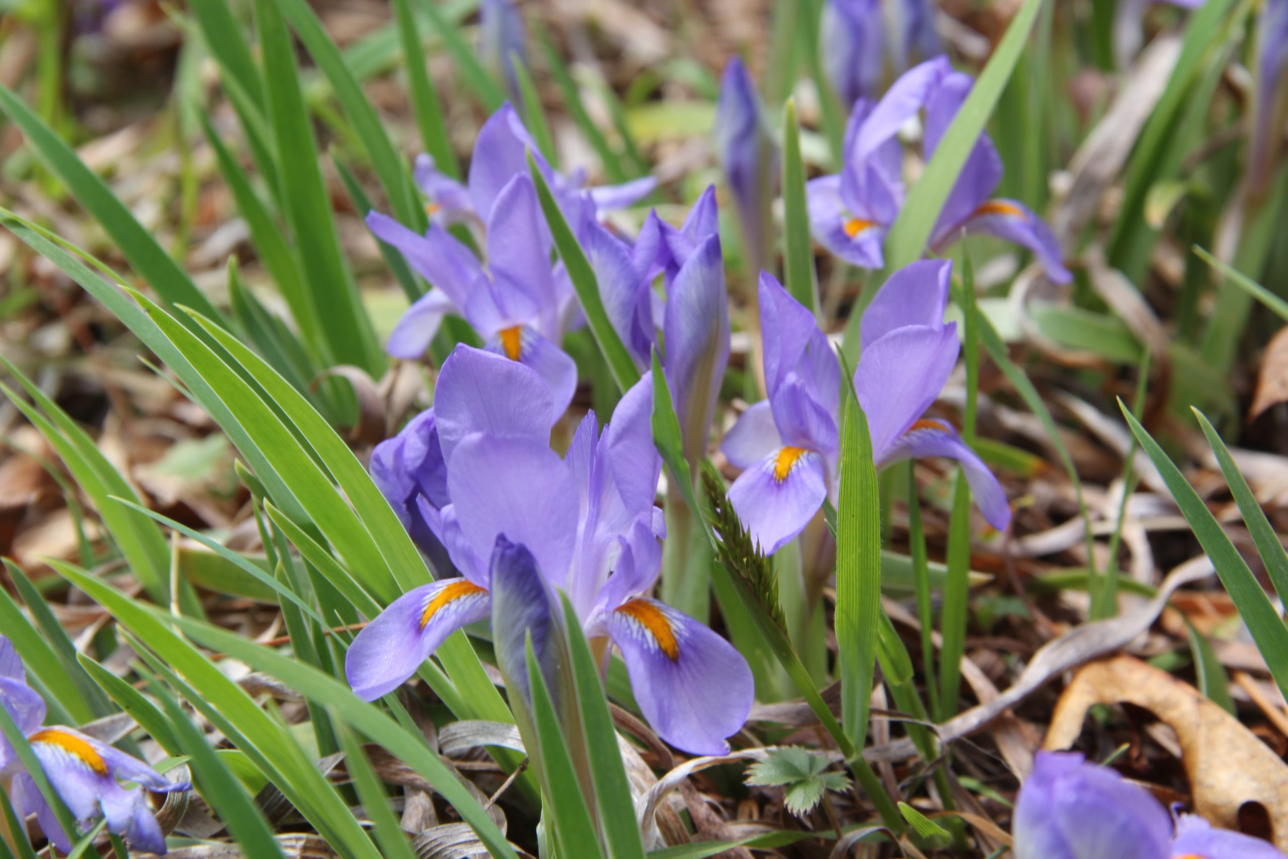 Cluster of dwarf crested iris flowers in bloom, showing purple-blue petals with distinctive golden-yellow bearded crests, narrow green foliage, rocky garden soil and dried leaves in background.