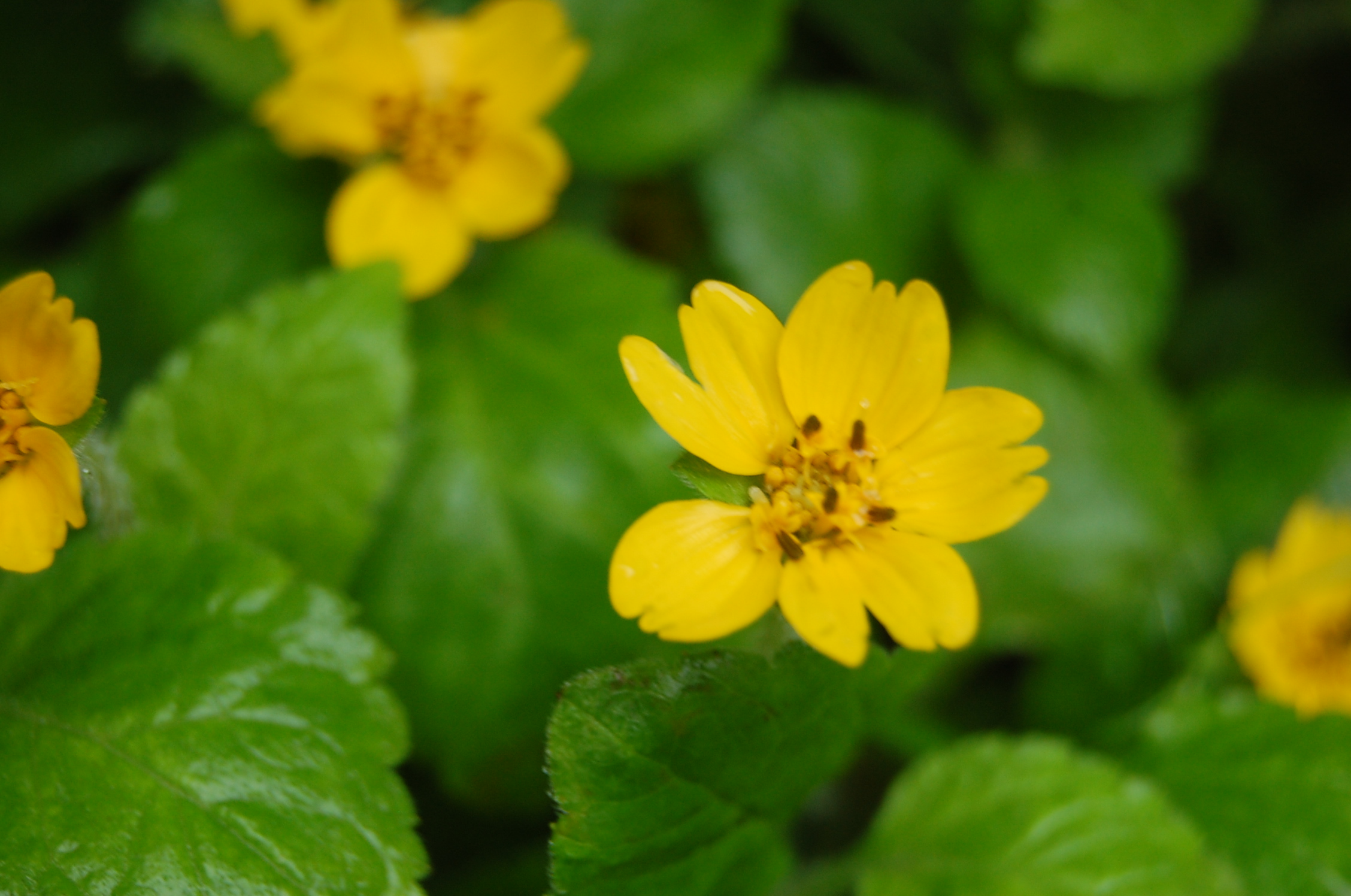 Close-up of green-and-gold (Chrysogonum virginianum) in bloom, showing bright yellow five-petaled flowers with dark stamens and glossy green heart-shaped foliage, soft green woodland background.