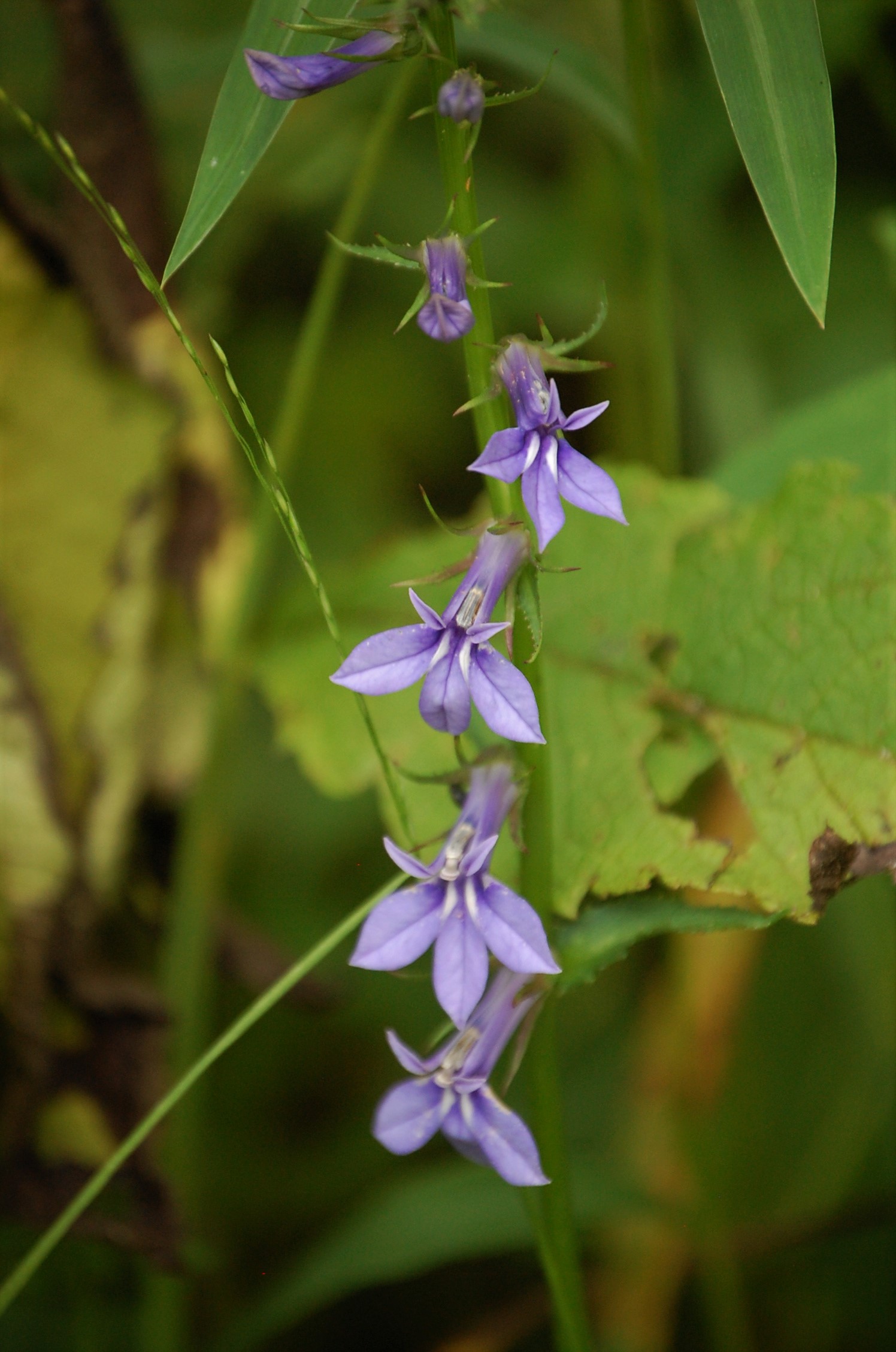 lobelia spicata