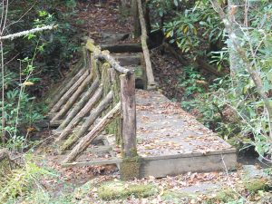 Coker Old Growth Trail