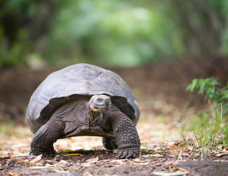 Giant Galápagos tortoise on volcanic terrain