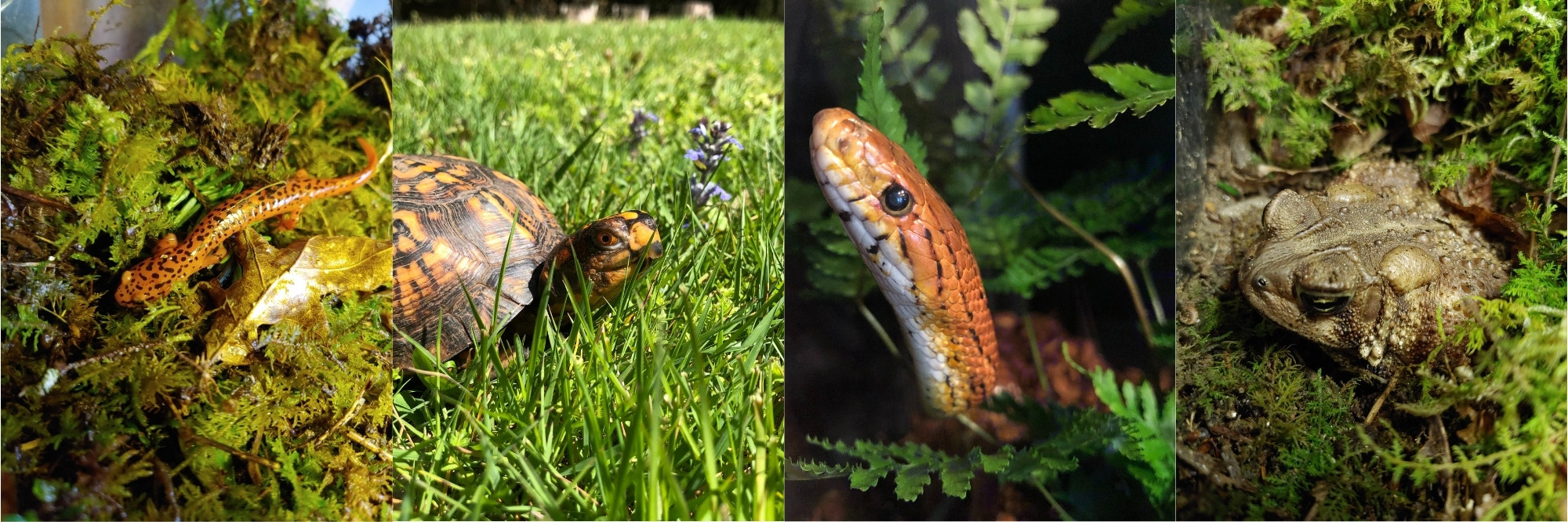 Animals at Highlands Nature Center