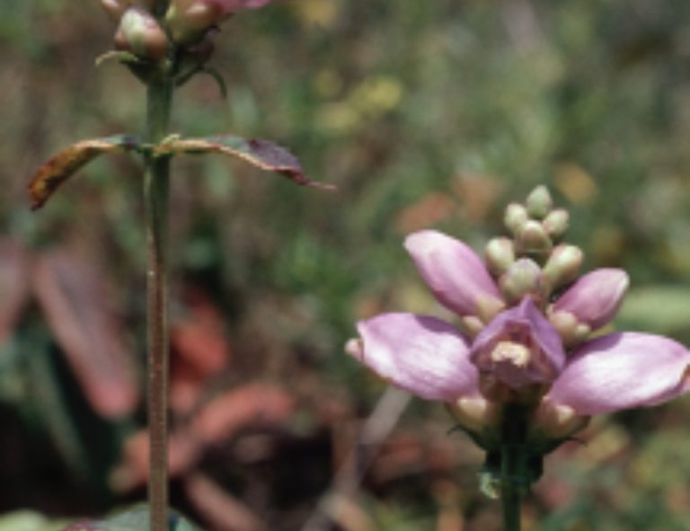 Pink, hooded turtlehead flowers at the top of a leafy stem, with a second flower spike behind