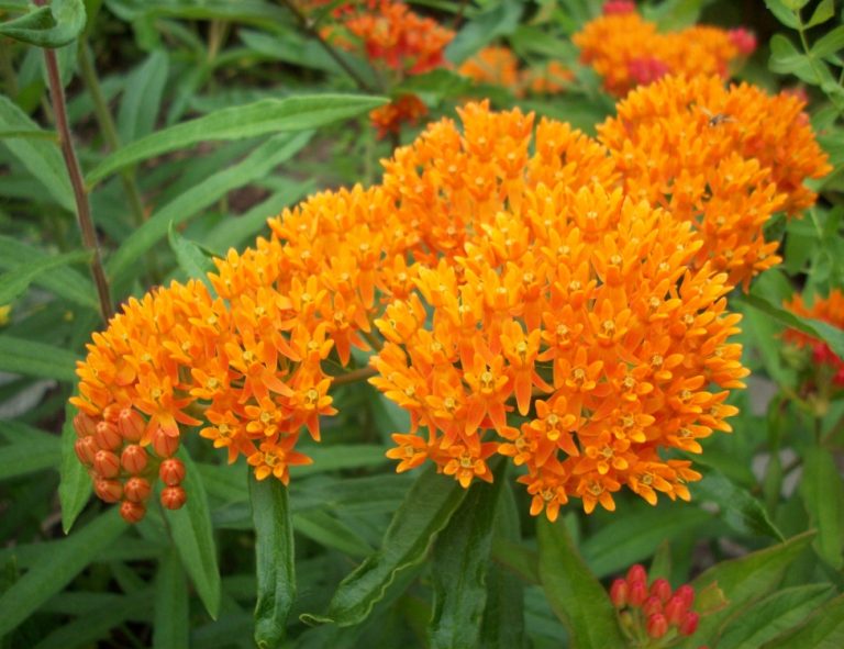 Flat-topped clusters of bright orange butterfly milkweed flowers