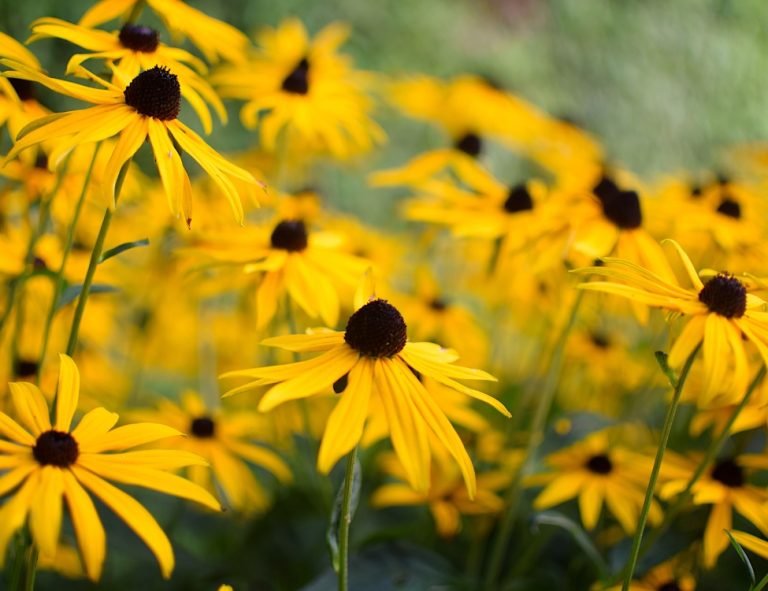 Yellow, daisy-like coneflowers with dark centers