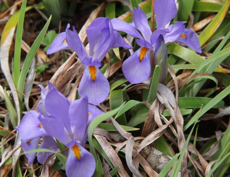 Pale violet dwarf crested iris flowers with orange-and-white crests among grassy leaves