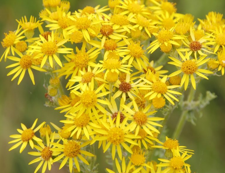 Dense clusters of yellow, daisy-like golden ragwort flowers