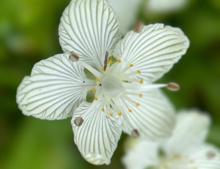 A white grass-of-Parnassus flower with five green-veined petals