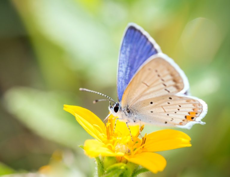 A small blue butterfly resting on a yellow green-and-gold flower