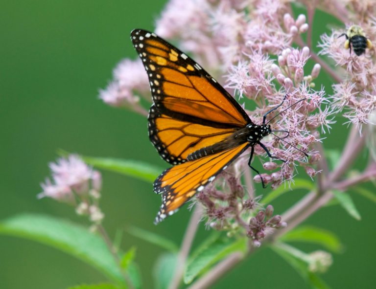 A monarch butterfly feeding on pale pink Joe-Pye weed flowers