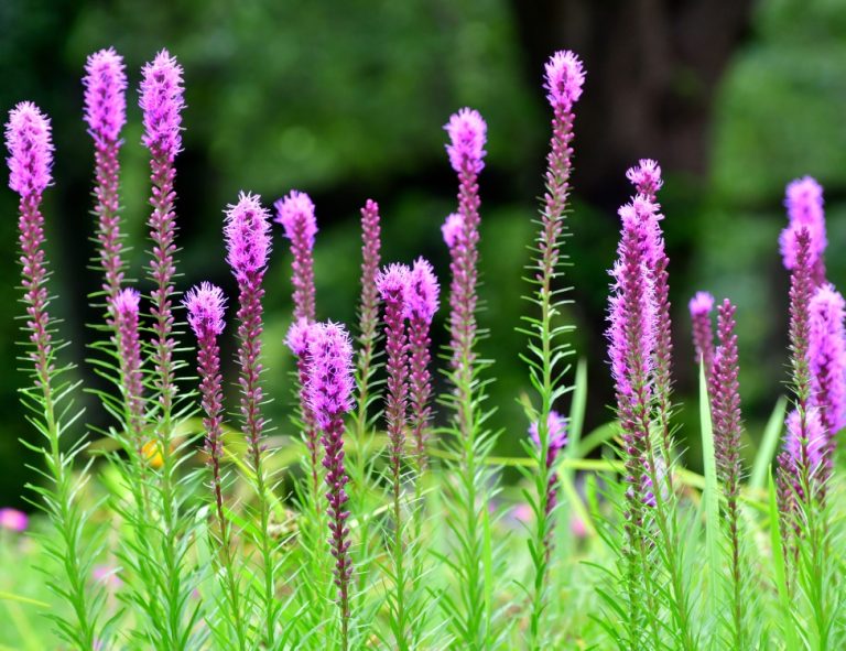 Upright spikes of feathery magenta-purple blazing star flowers