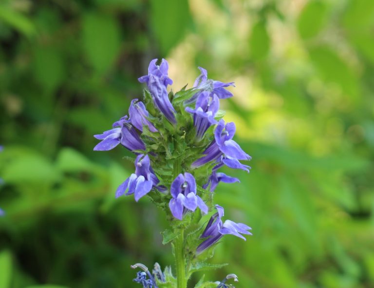 A spike of blue, lipped lobelia flowers rising from green leaves