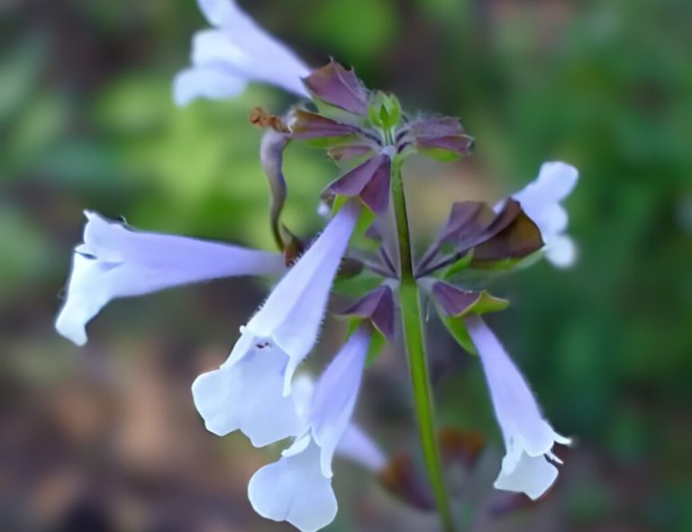 Pale lavender, tubular lyre-leaf sage flowers on a dark stem