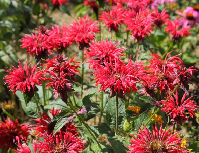 A mass of bright red, shaggy bee balm flower heads above green leaves
