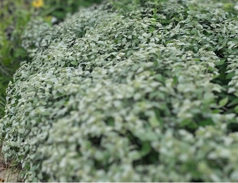 A dense mound of mountain mint with silvery bracts and small pale flowers