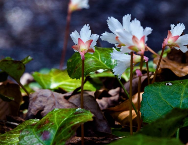 Fringed white Oconee bell flowers, pink at the base, above glossy green and red leaves