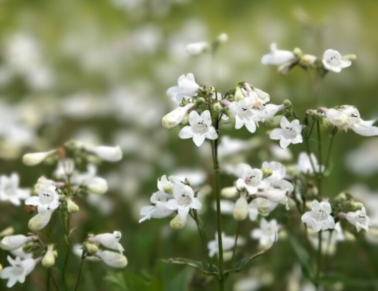 Clusters of white, tubular beardtongue flowers