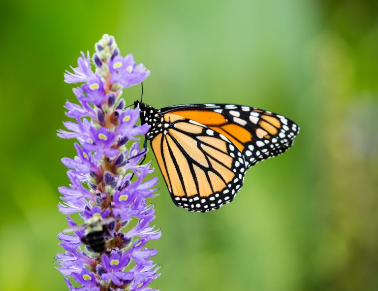 A monarch butterfly on a spike of violet-blue pickerelweed flowers