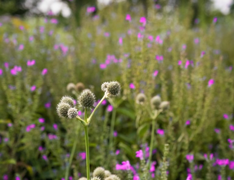 Spherical, greenish-white rattlesnake master flower heads in front of a meadow of pink flowers