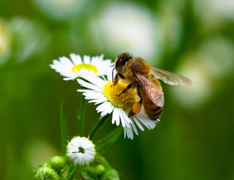 A honeybee on a white, daisy-like Robin’s plantain flower with a yellow center