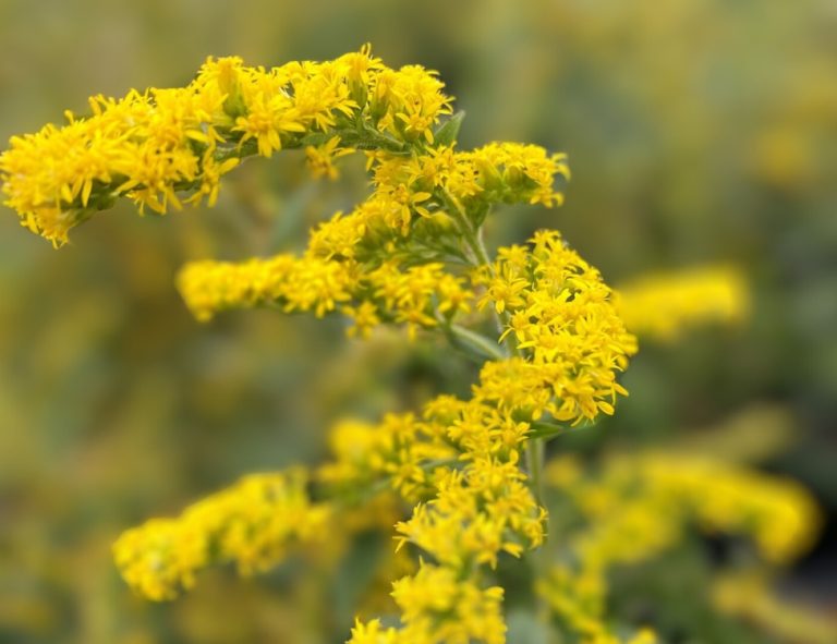 Arching sprays of small yellow goldenrod flowers