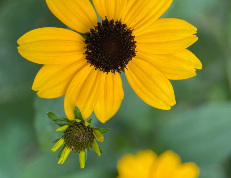 A yellow coneflower with a dark brown center, with a bud and a spent flower head below