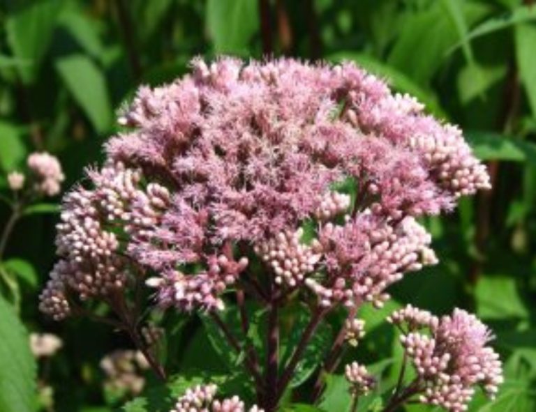 A domed cluster of pink Joe-Pye weed flowers