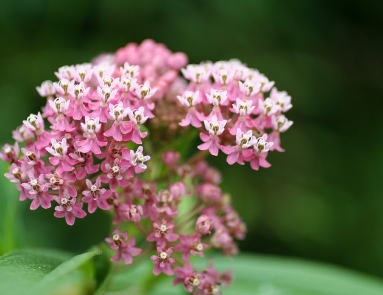 Rounded clusters of pink swamp milkweed flowers