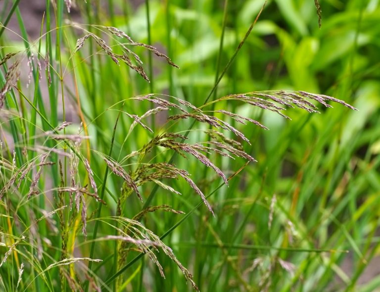 Fine, airy seed heads of tufted hairgrass above slender green blades