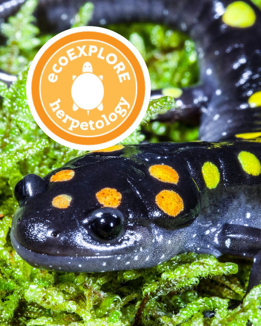 ecoEXPLORE herpetology