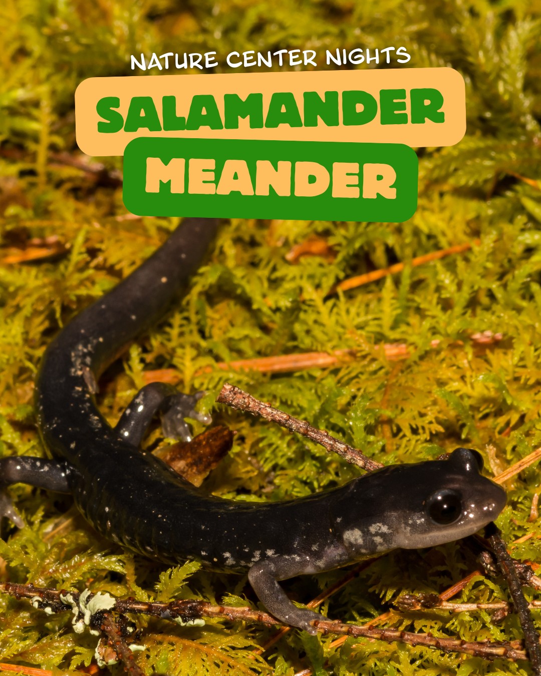 Nature Center Nights - Salamander Meander (MEMBERS ONLY)