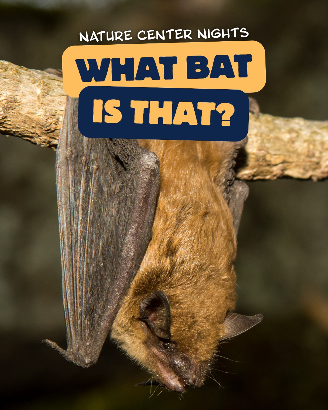 Nature Center Nights - What Bat is That?