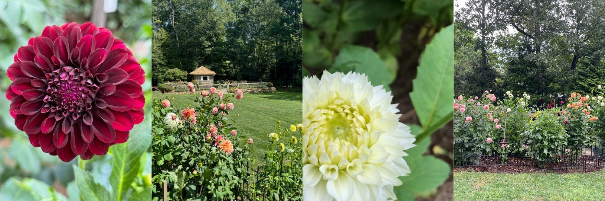 Lori & Ed Heys garden